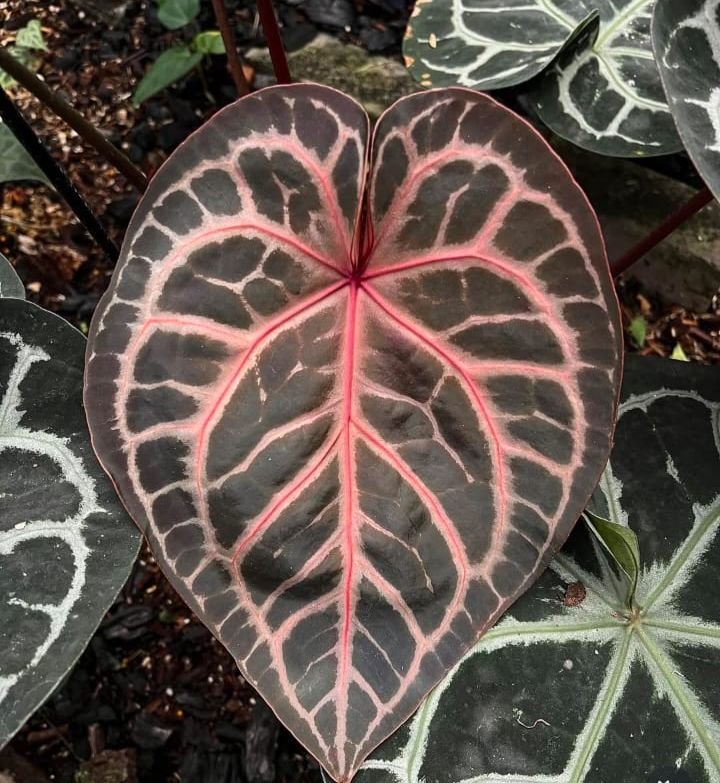 king of spades x red